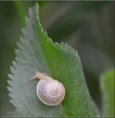 /album/escargots/dsc-5335-copie-jpg/
